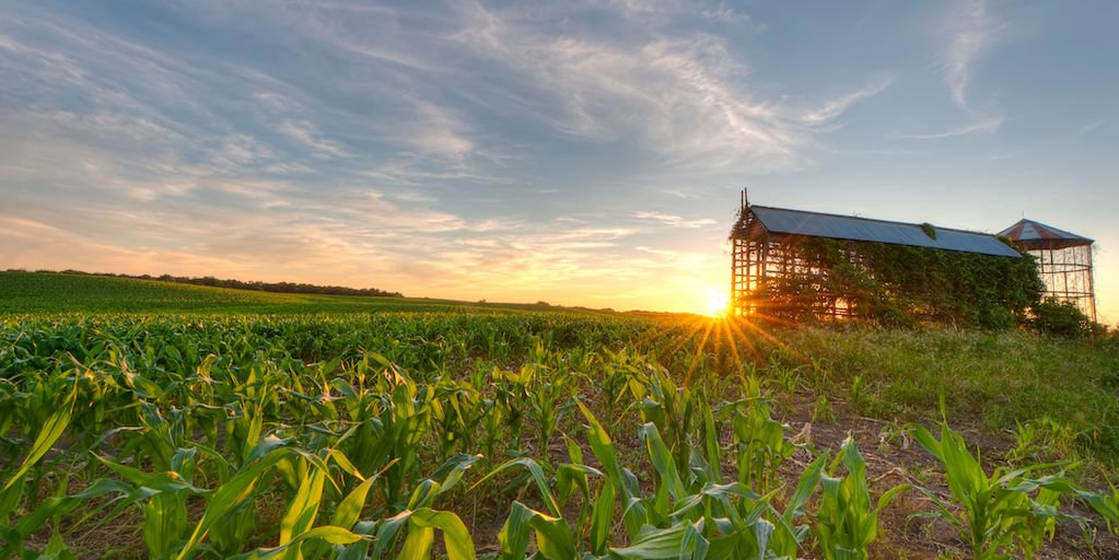 Farm-Based-Corn-1